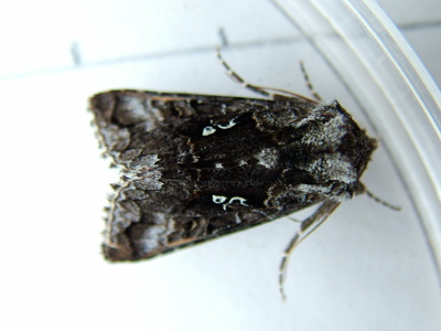Scarce Silver Y